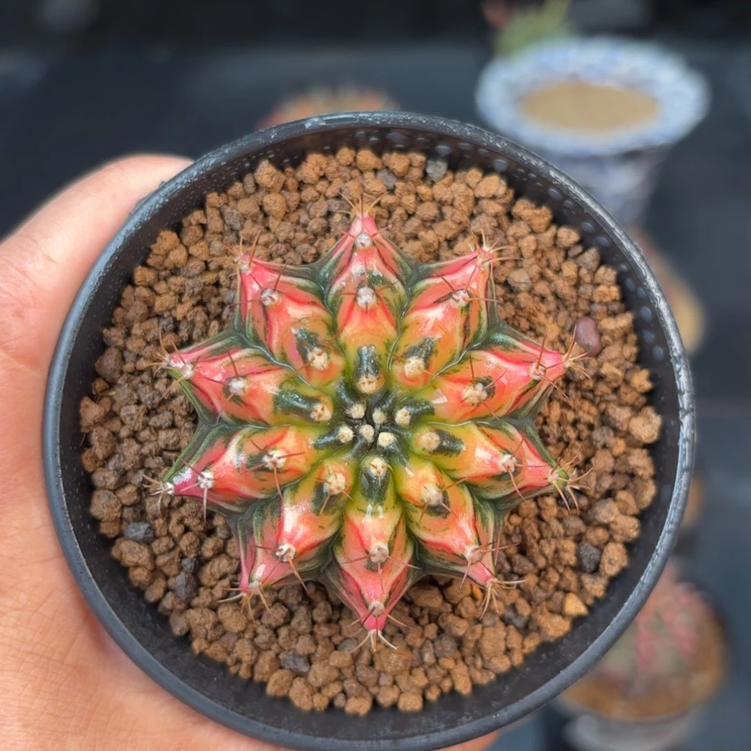 泰系实生米哈仙人球5号