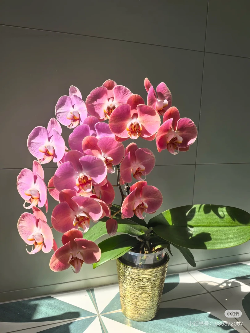 【大鲑鱼】断剑不售后 3.0寸杯蝴蝶兰 苗子 室内高端花卉