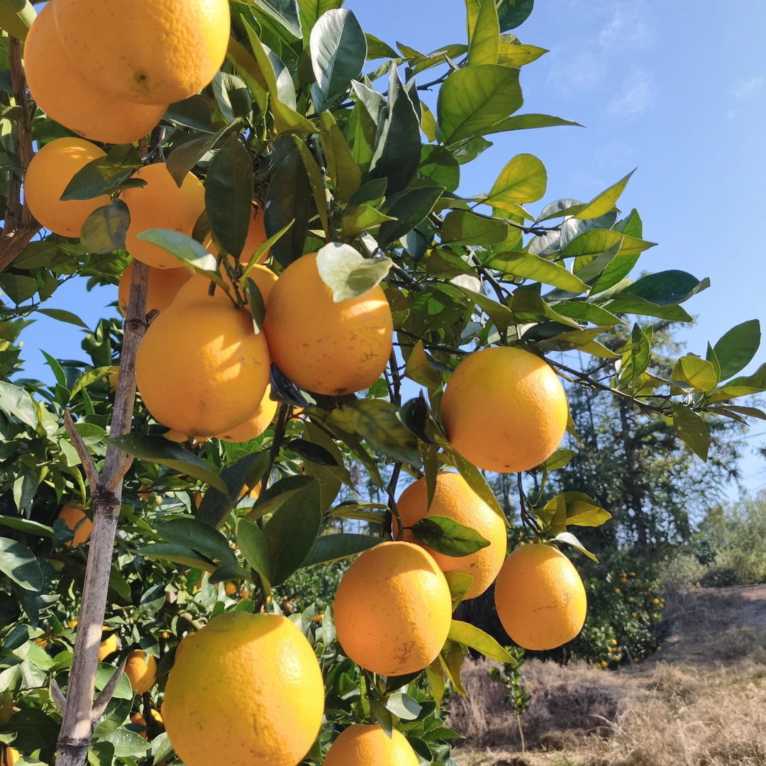 江西赣南脐橙新鲜现摘产地直发应季水果香甜爆汁皮薄肉厚