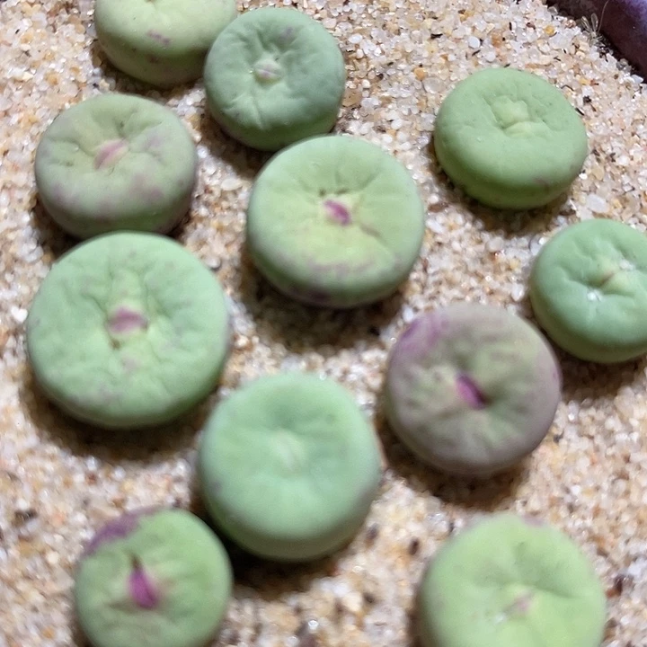 嘟嘟嘴一组两颗