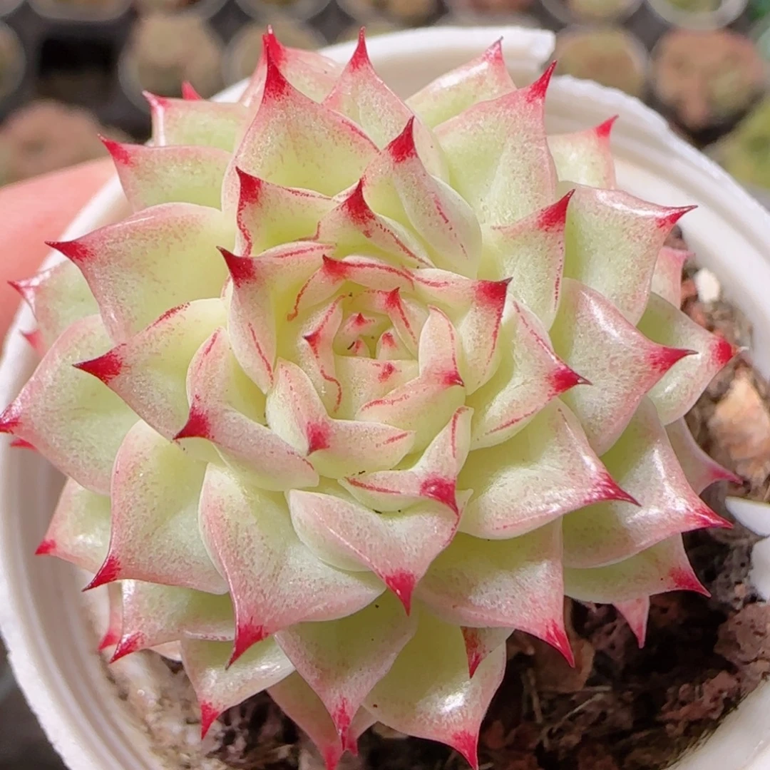 花语逸镜1129-226
