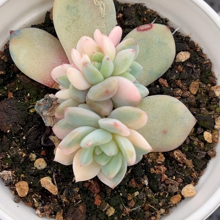 橙梦露锦底座花脸