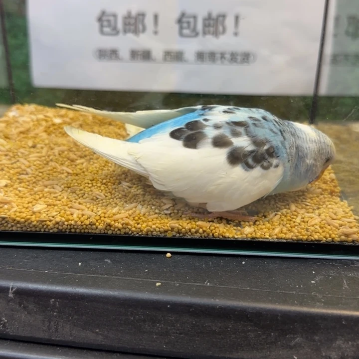 虎皮鹦鹉大头虎皮鹦鹉