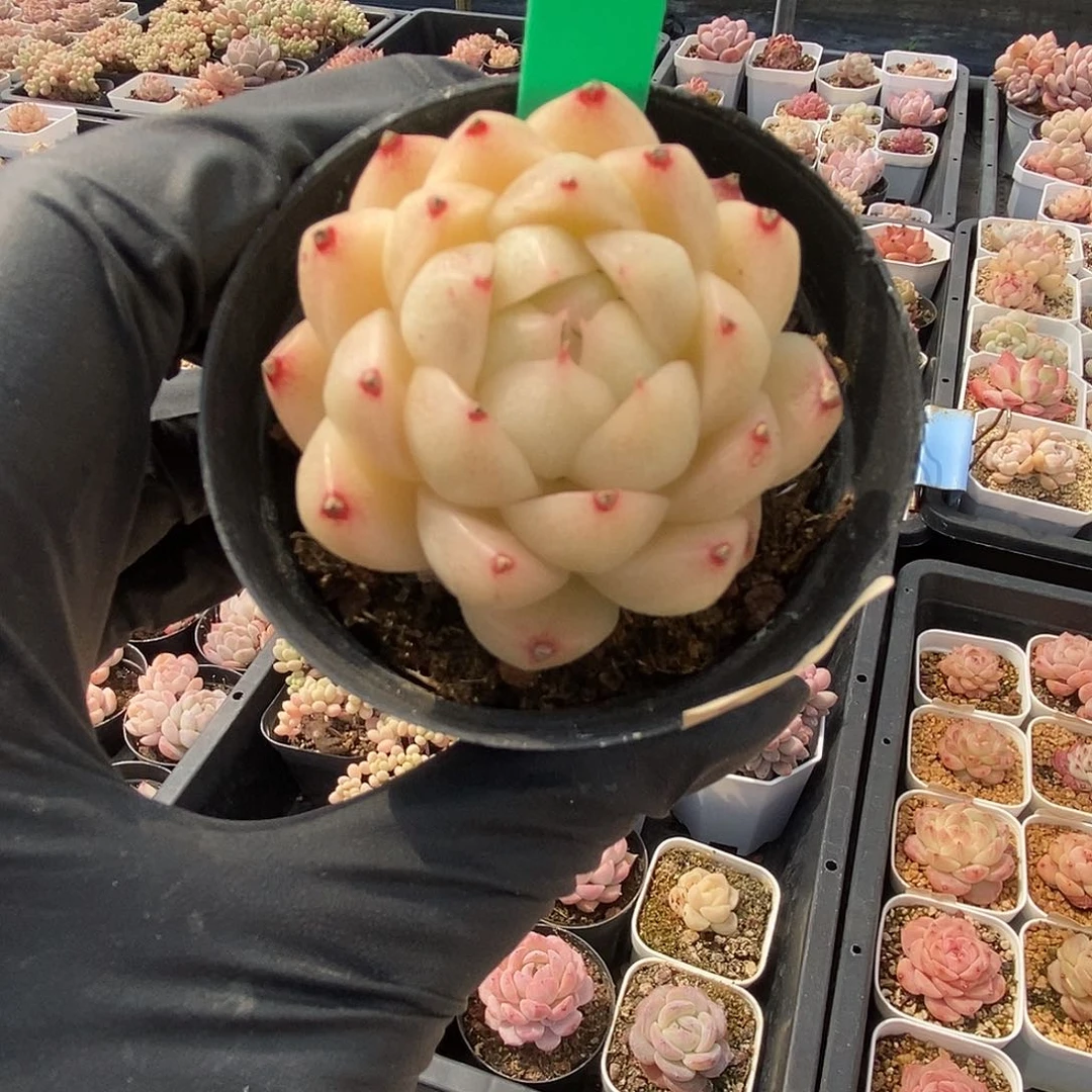 162 星宝精品多肉