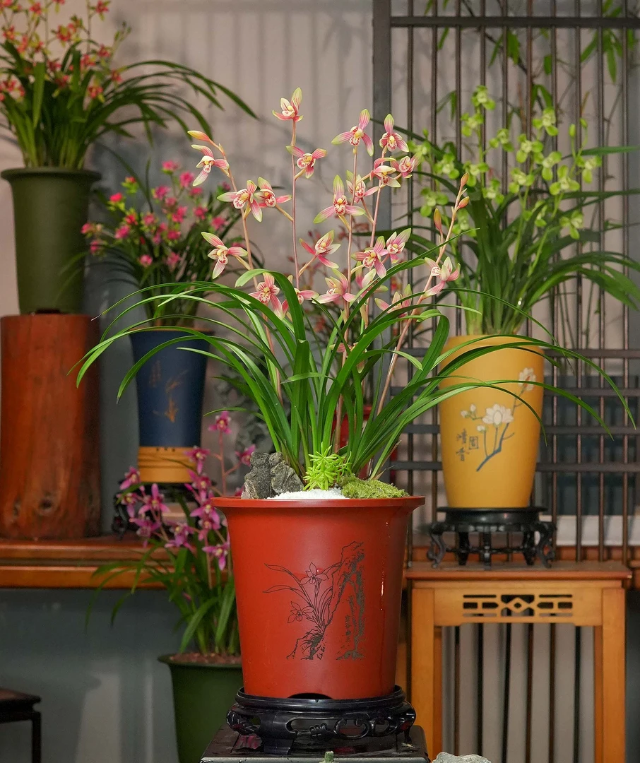 铭品建兰【入画江南】带花苞兰花带盆栽种好室内室外好养兰花盆栽