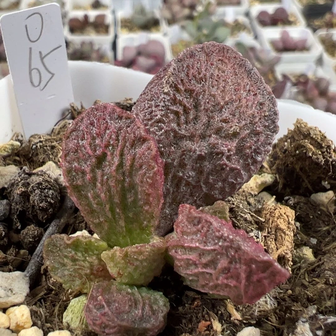 深色系纹路款实生新品