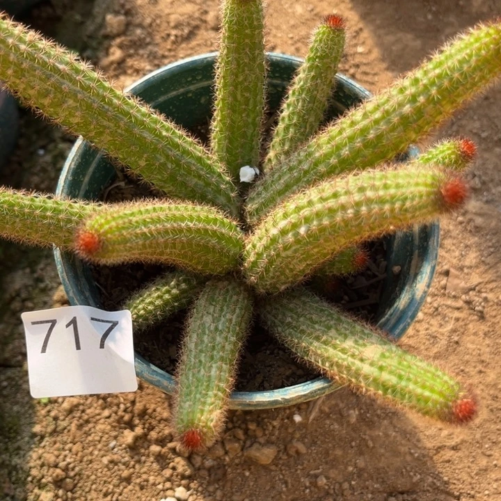 为***斗垂吊金妞橙色^_^^_^717