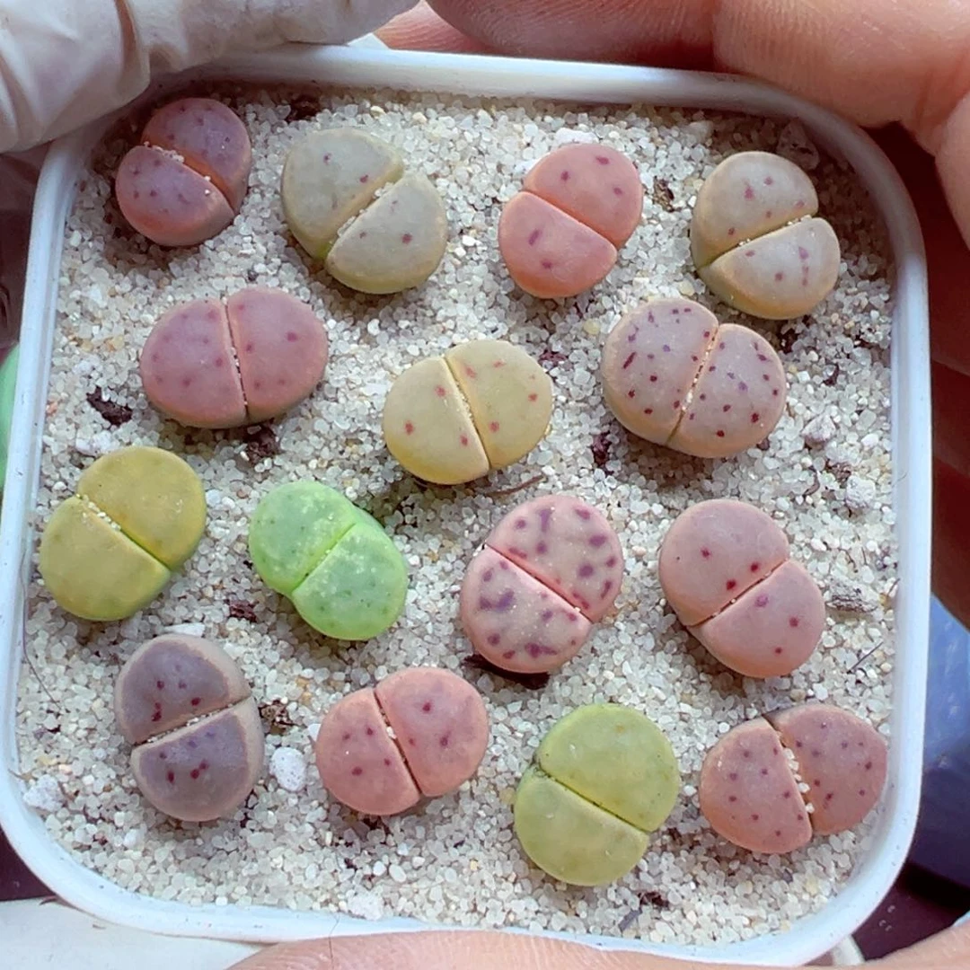 完全开放优秀的肉肉605-63