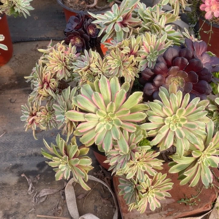 325粉黛法师多肉不售后