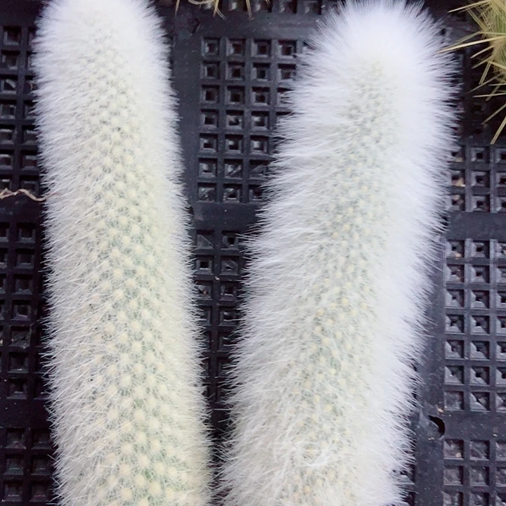 崔雪柱 侧芽  福 满20包邮