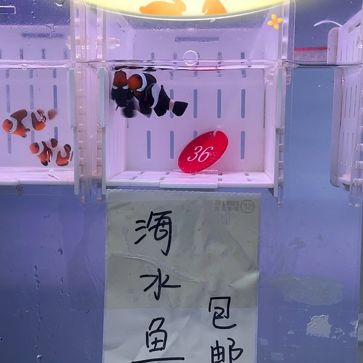 海水鱼精品奥黑小丑鱼