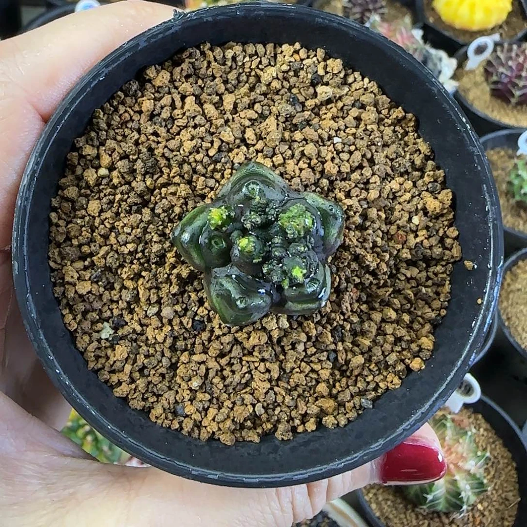 石化，福利价直接拍