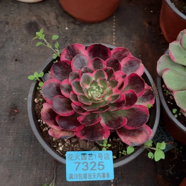 倾**城黑魔锦7325多肉植物