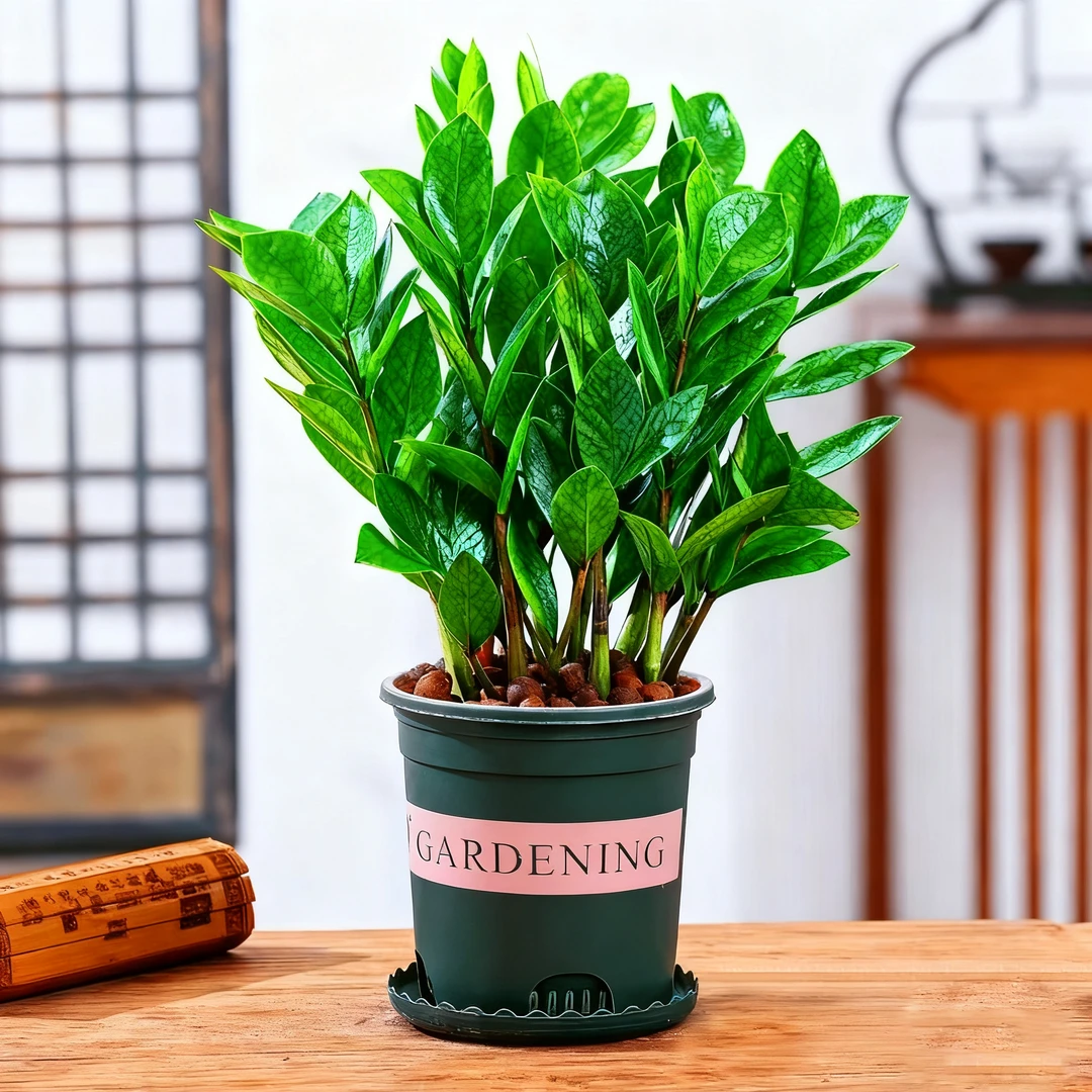爆款精品金钱树发财树白盆绿植盆栽好养乔迁开业送礼四季常青花卉