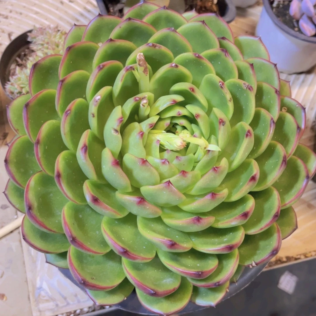 月亮石04216多肉植物