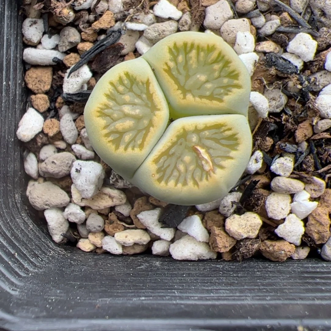 061号绿菊奔 多肉植物