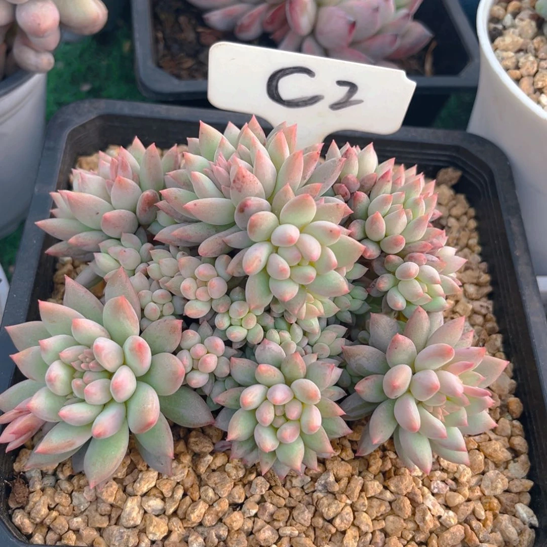 平**水C2fgghjjjjnnnnn