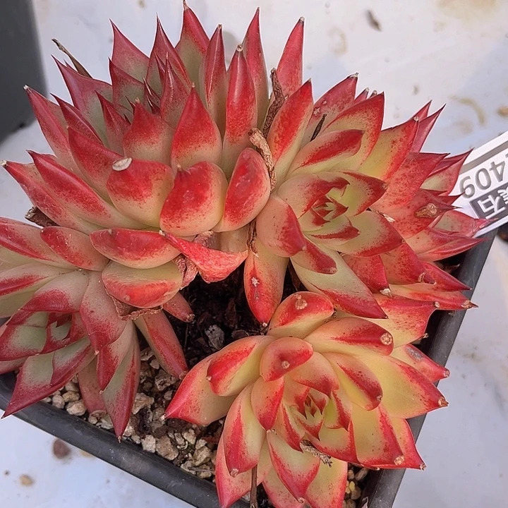 红枫2409多肉植物