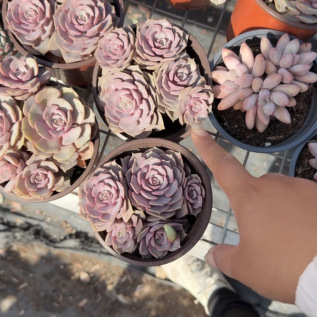 粉蝶特价多肉植物
