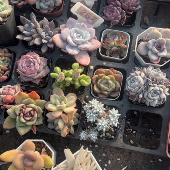 267雪莲多肉植物多