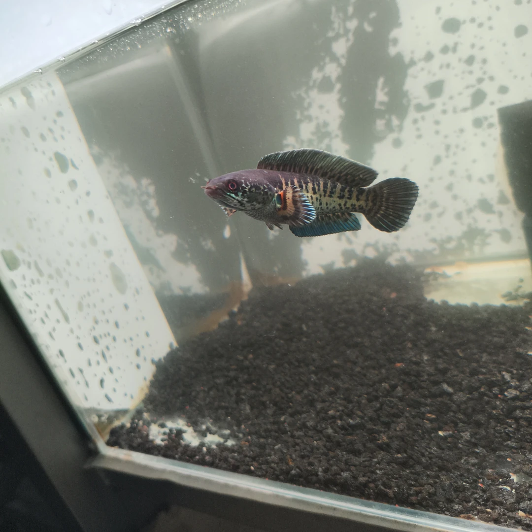 印度黄金眼睛蛇雷龙鱼精品蛇苗