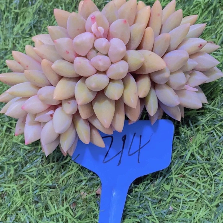 这么久不回来也没什么大