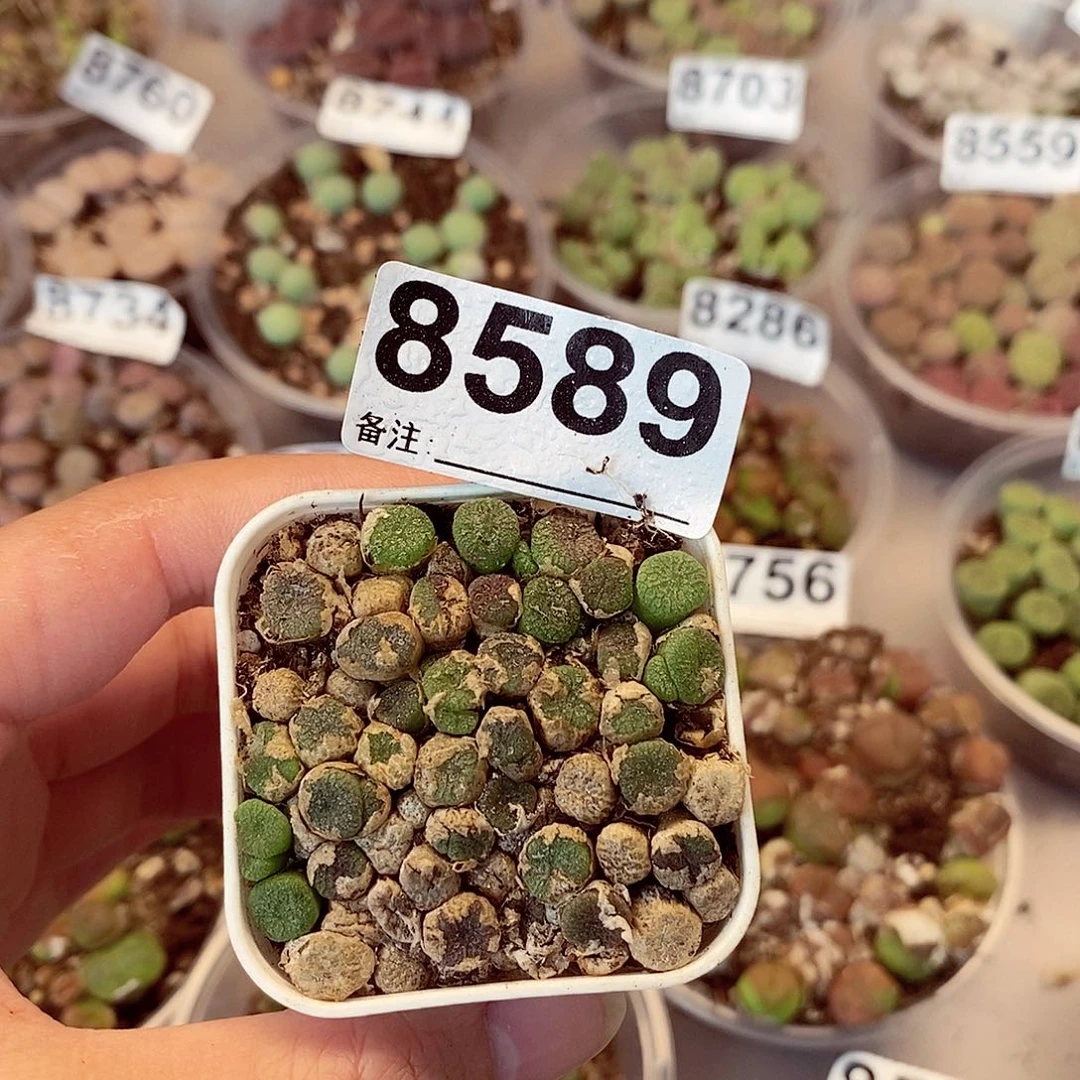 8589蜜枣铜壶龙卡咯