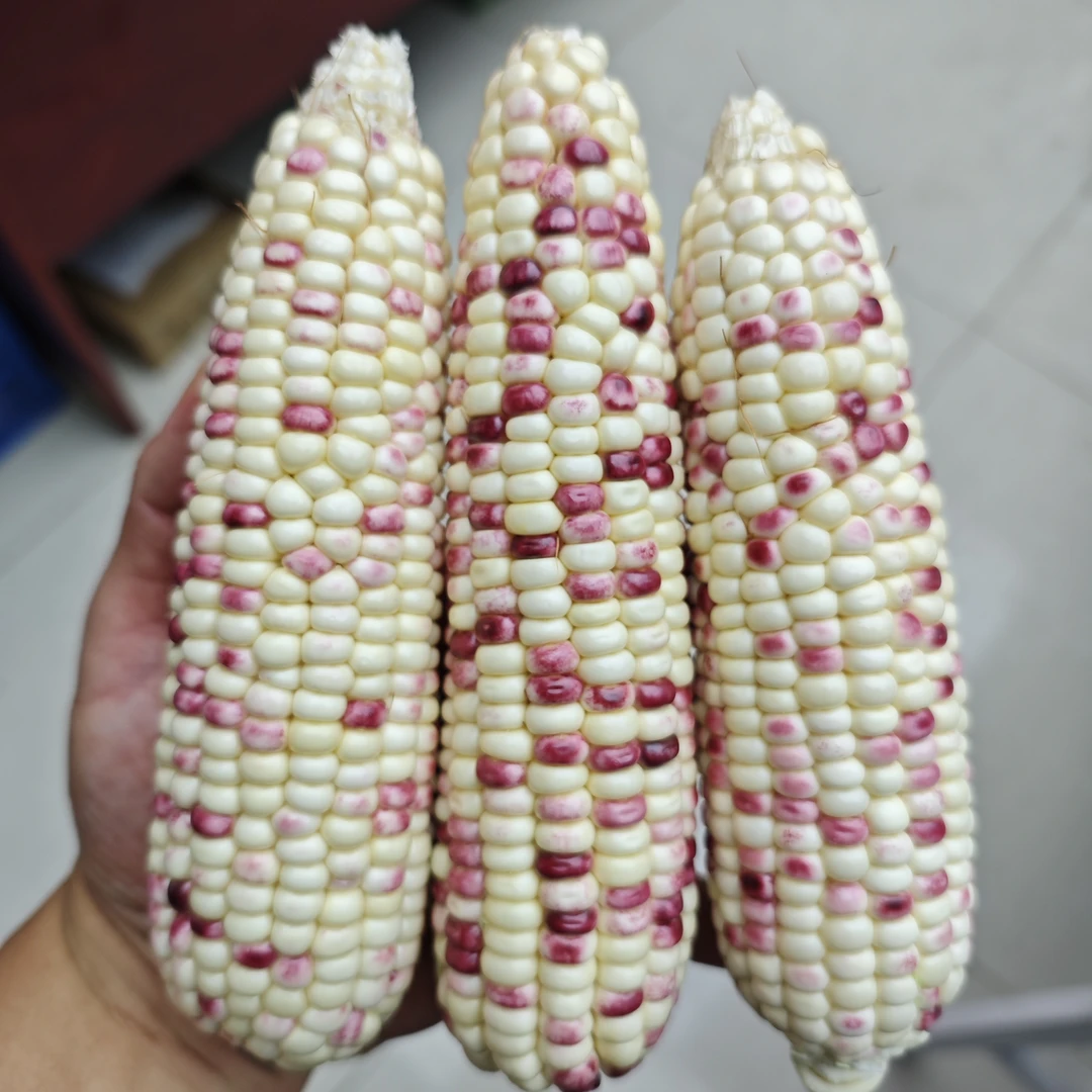 彩甜糯玉米净重7斤 界河社区 京东生鲜快递