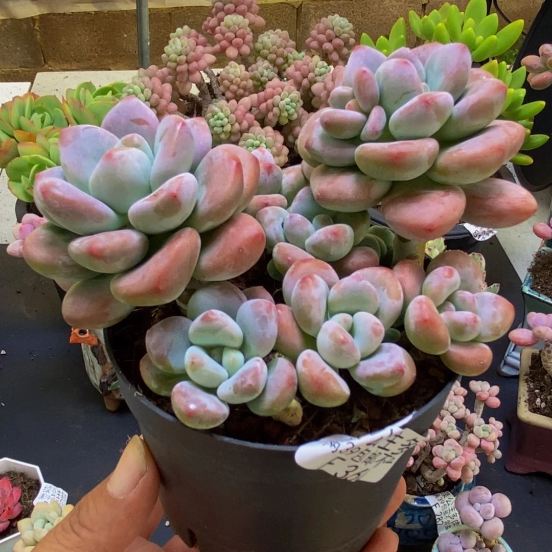 360樱花洛神8cm多肉