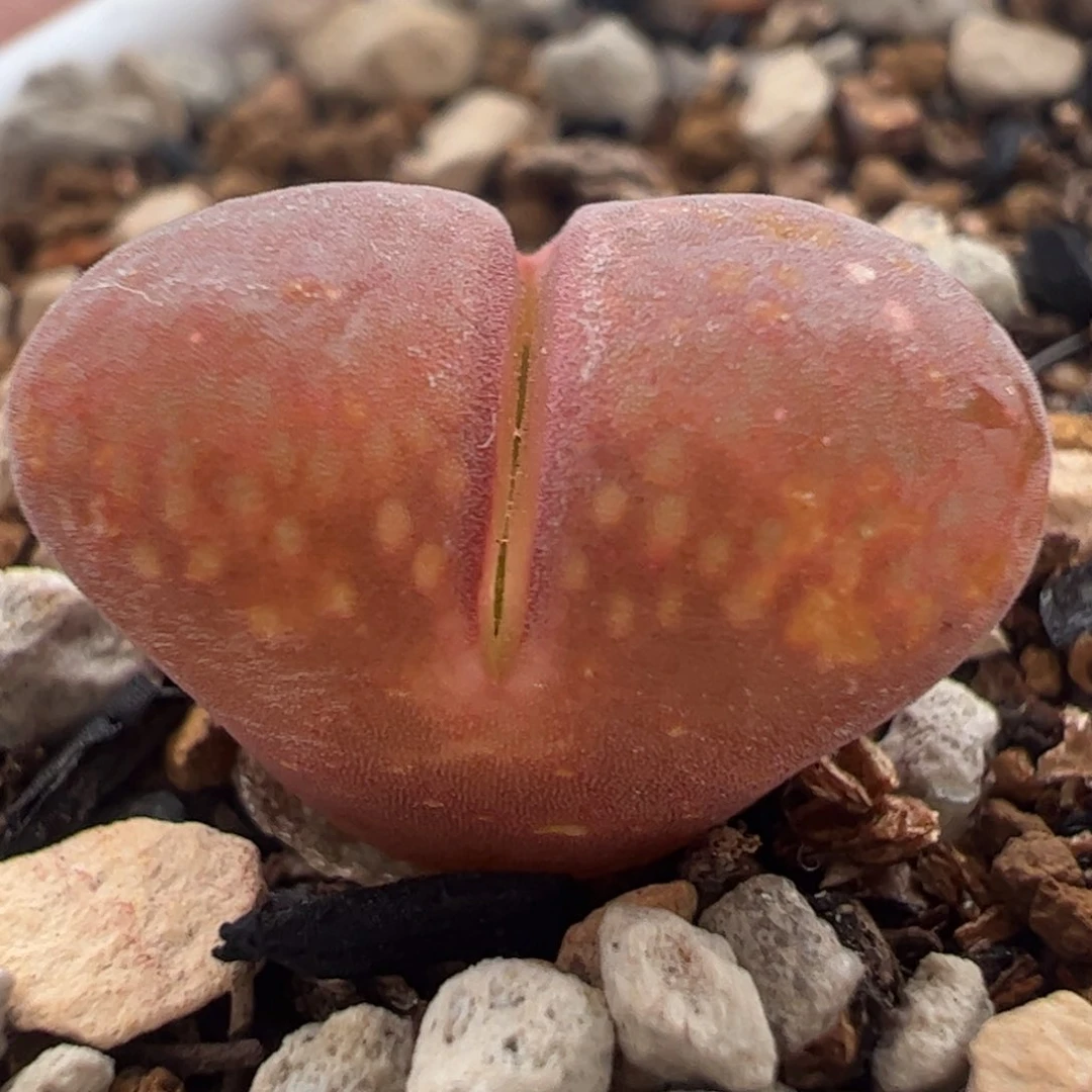 102果冻蛋糕多肉植物百科