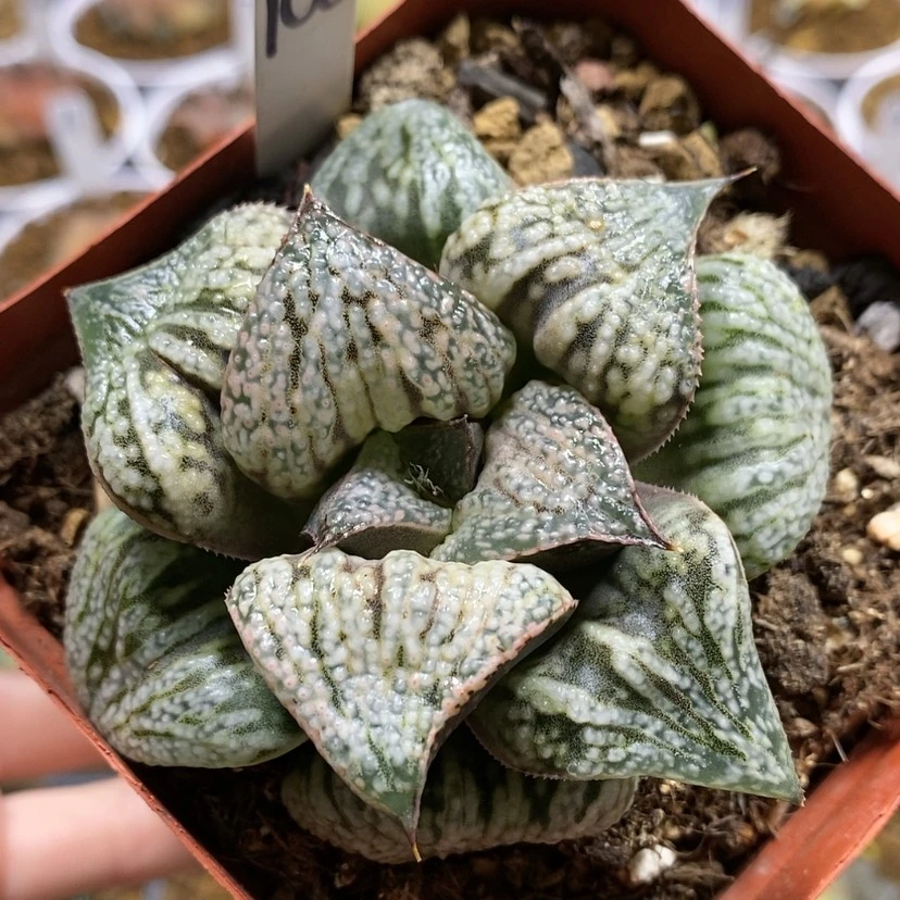 【闪购商品】108花魁青蟹