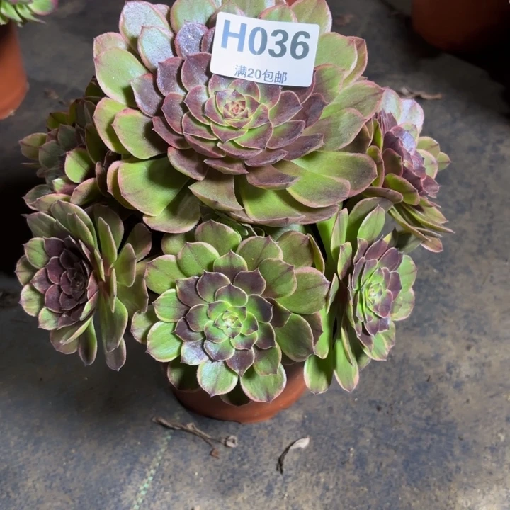 瑞妈，，，，，。036半夏