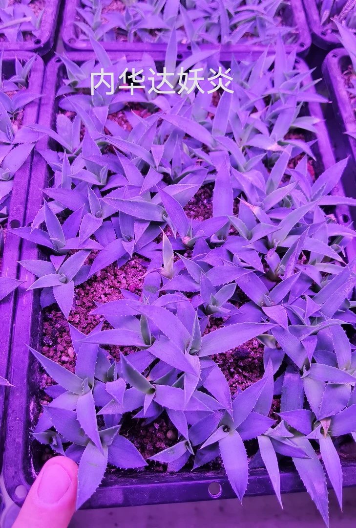 曲刺妖炎小型内华达妖炎龙舌兰实生苗裸根发货