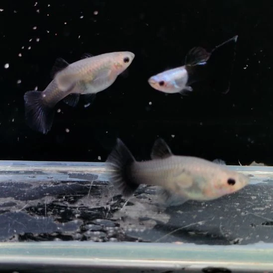 孔雀鱼爱尔银蓝礼服三条