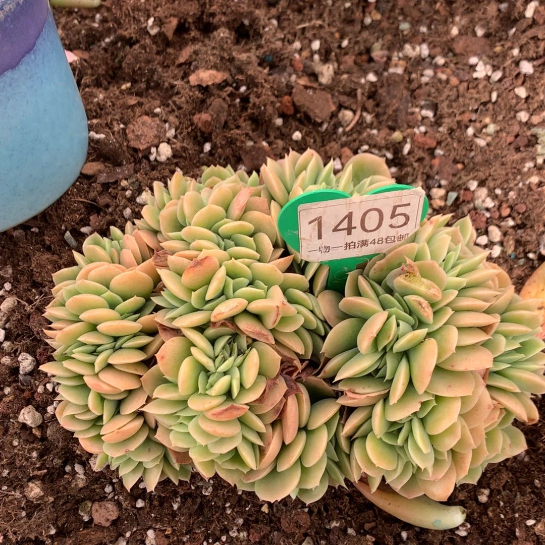 辛娜塔缀化一物一拍1405