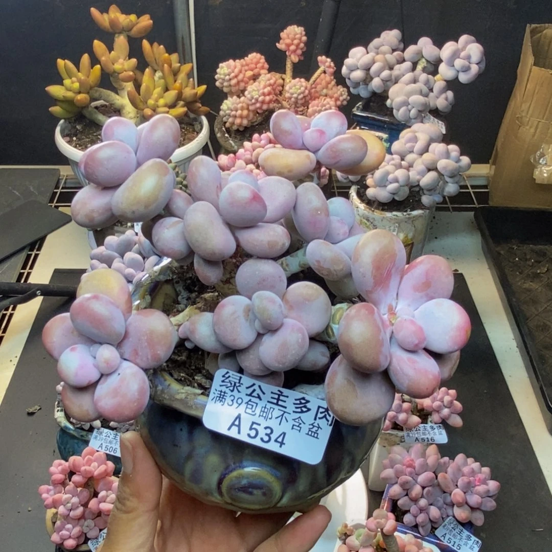 534腰子桃蛋多肉13c m