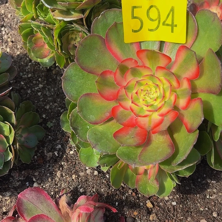 哈哈多好的福利594