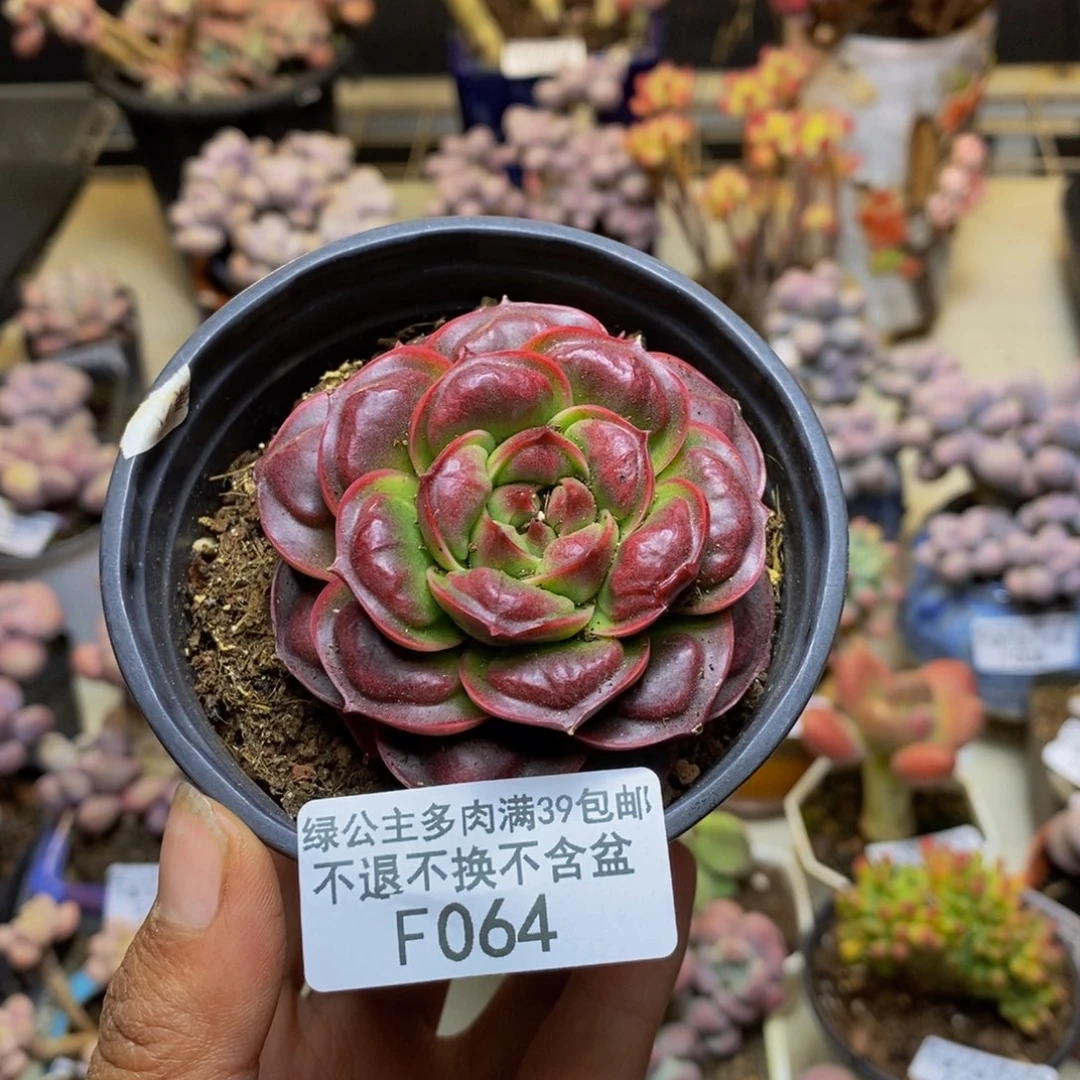 ?****✨064留财多肉肉5cm