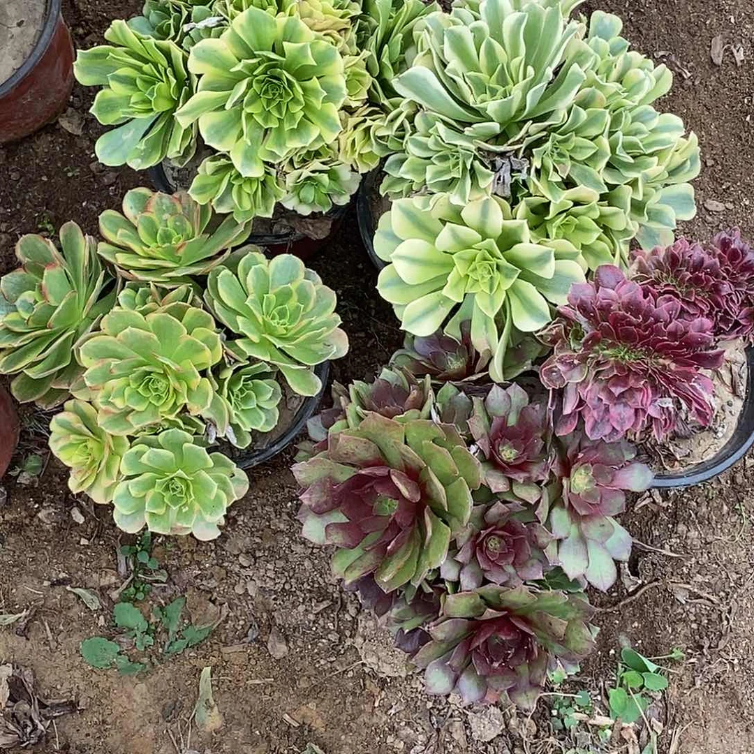 786一组4个多肉植物无售后