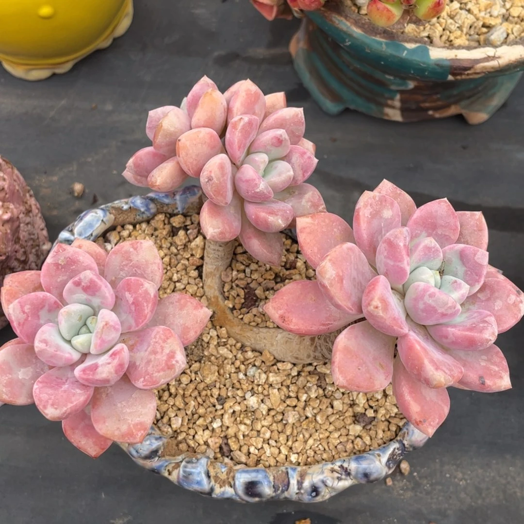 花斑鹿景天系列老桩