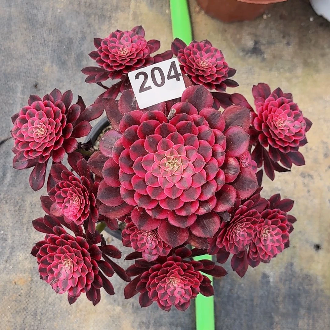 204黑铜超白半木质桩