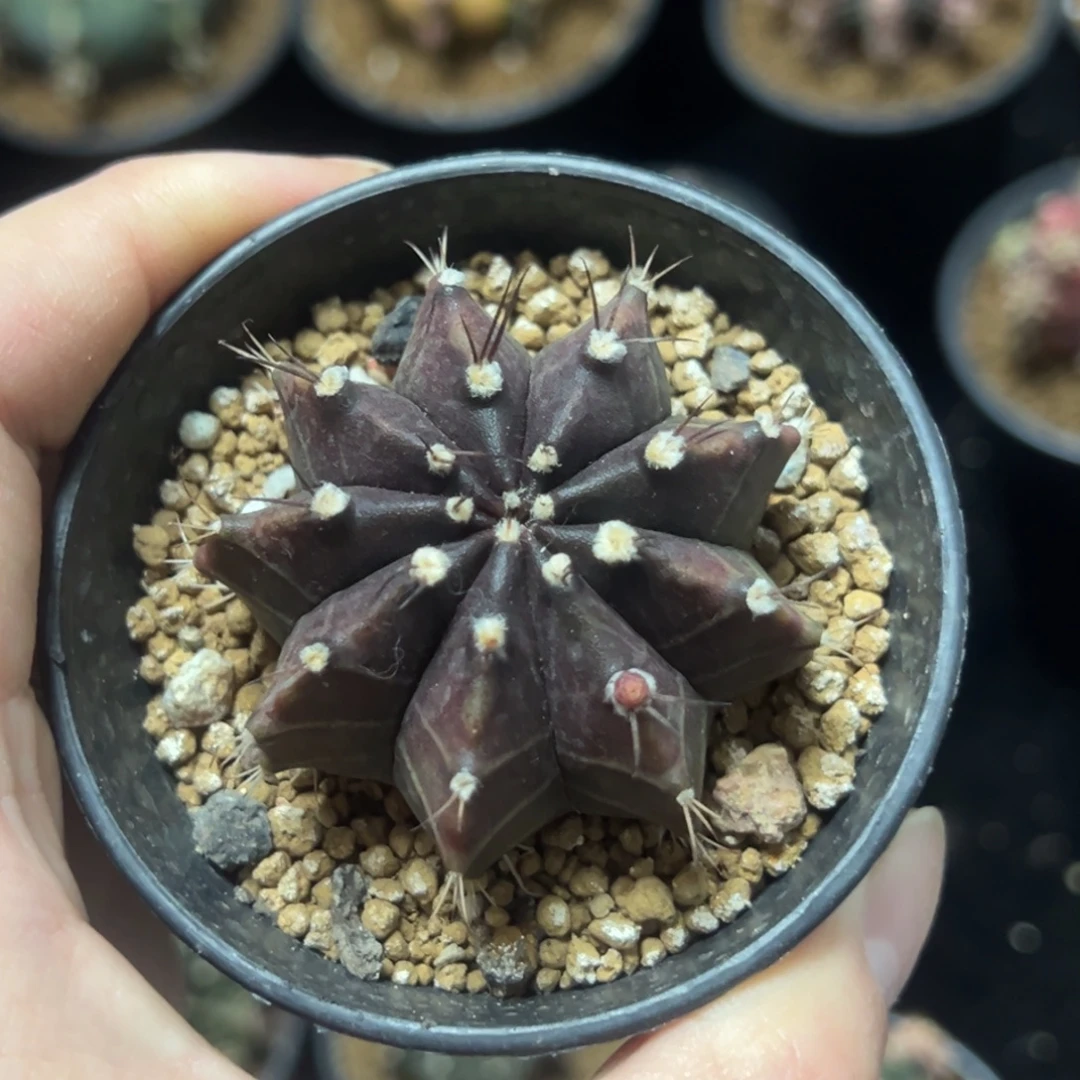 实生紫牡丹带盆土发货