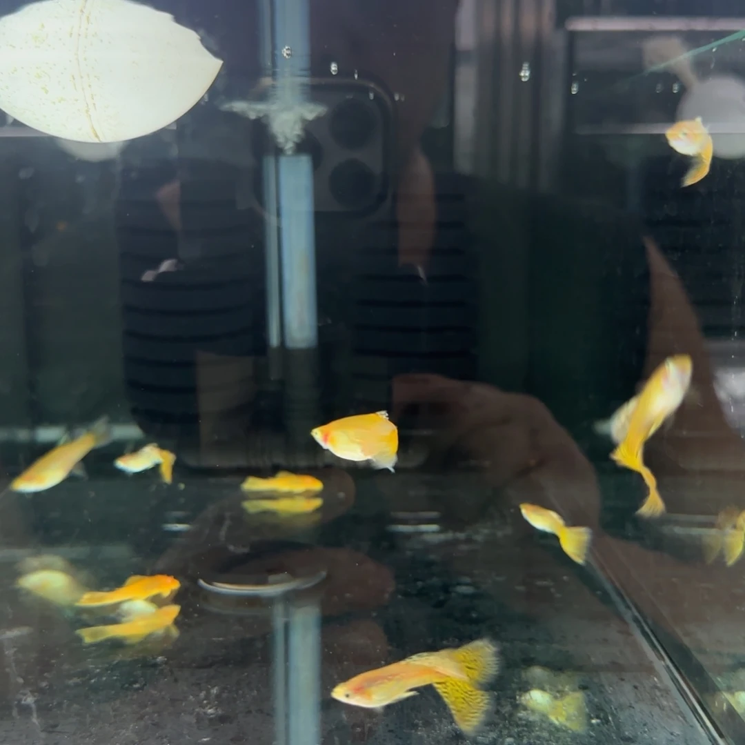 海水鱼大背黄蛇3公2母