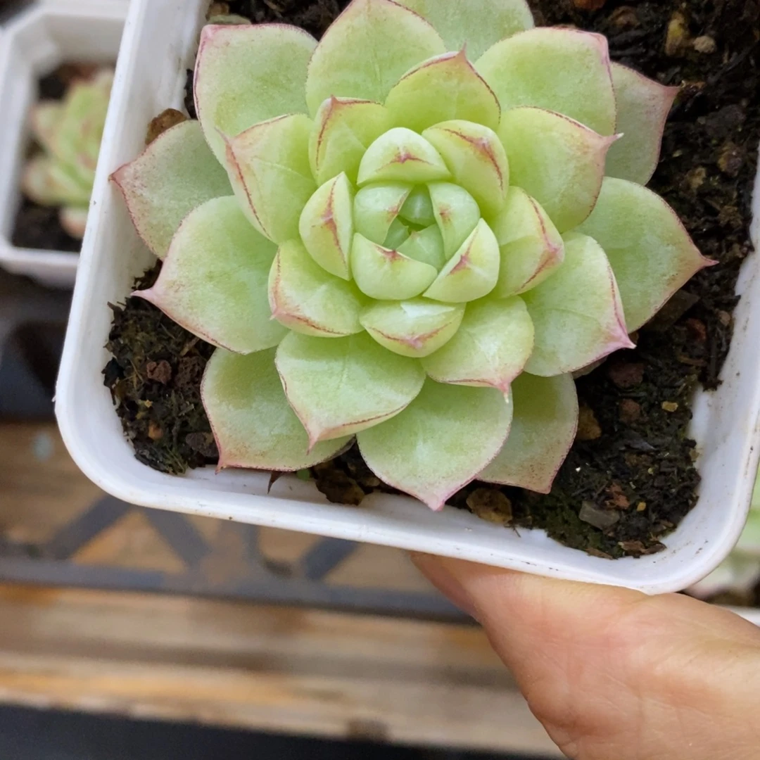 精品多肉一物一拍不包整204