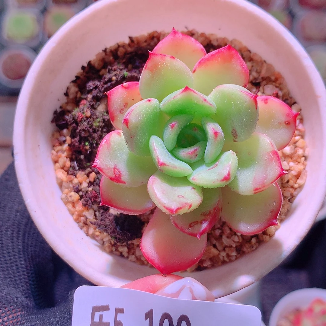 乐然5-100 三文鱼