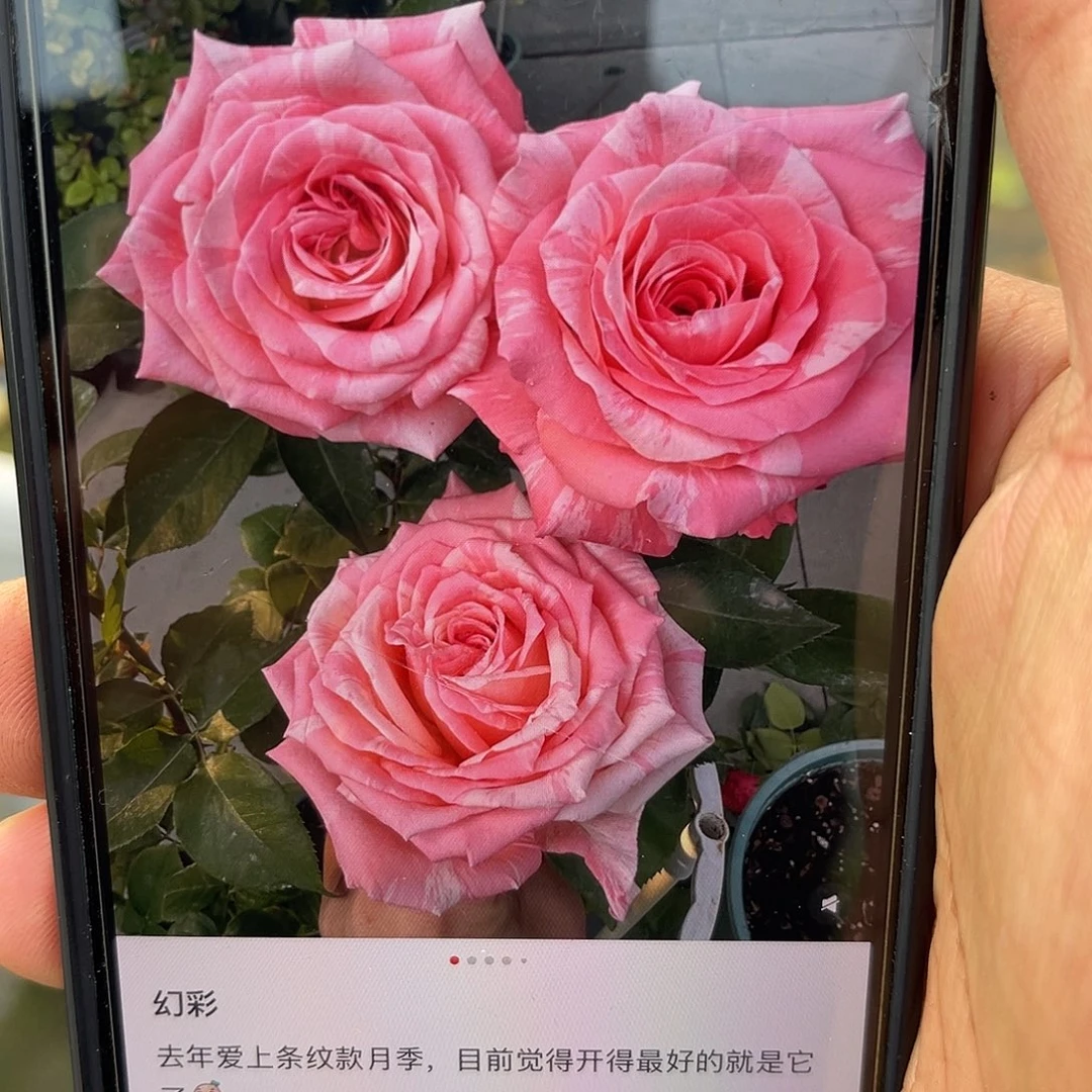 无花朵———幻彩 六加仑 福利款