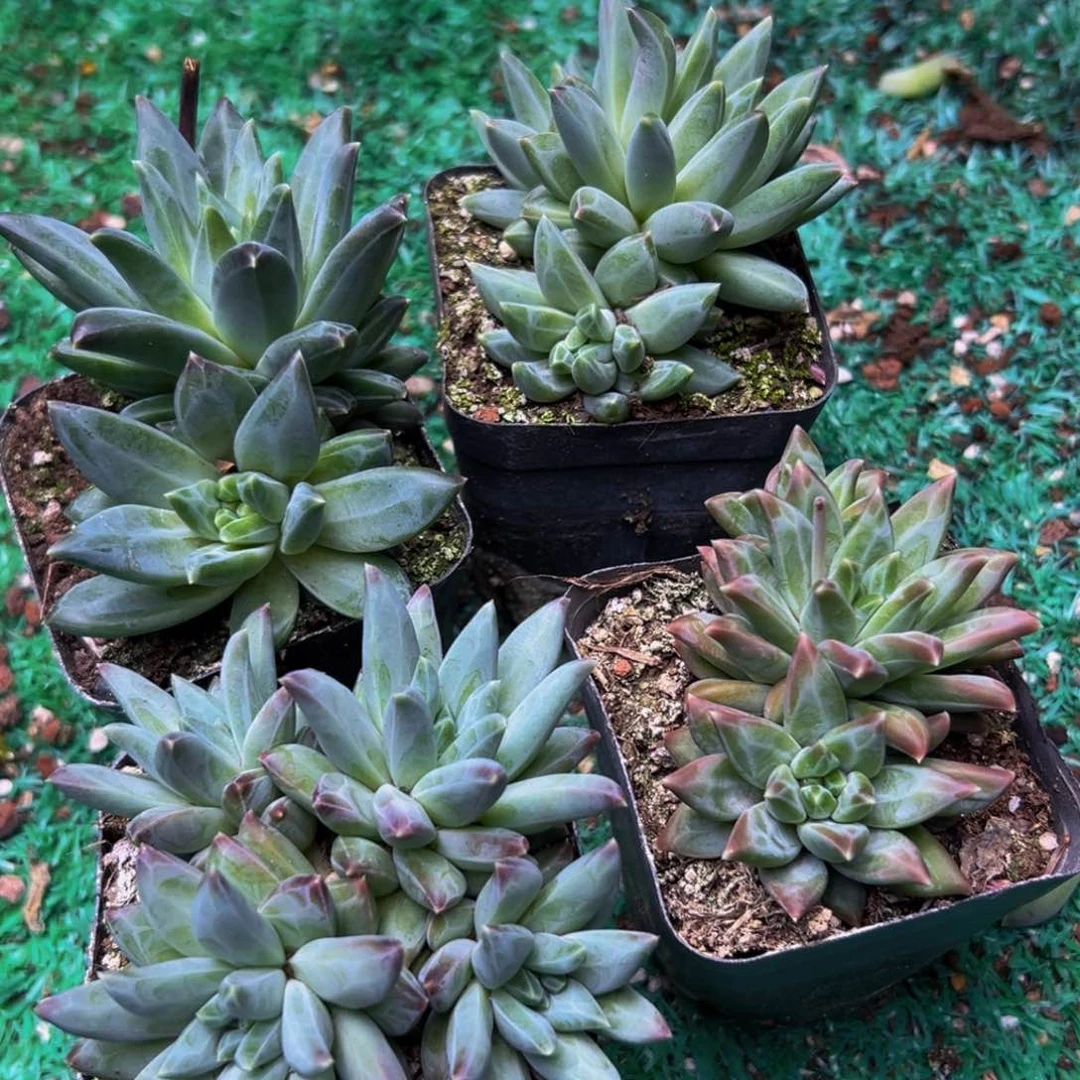 4棵美人系列多肉植物