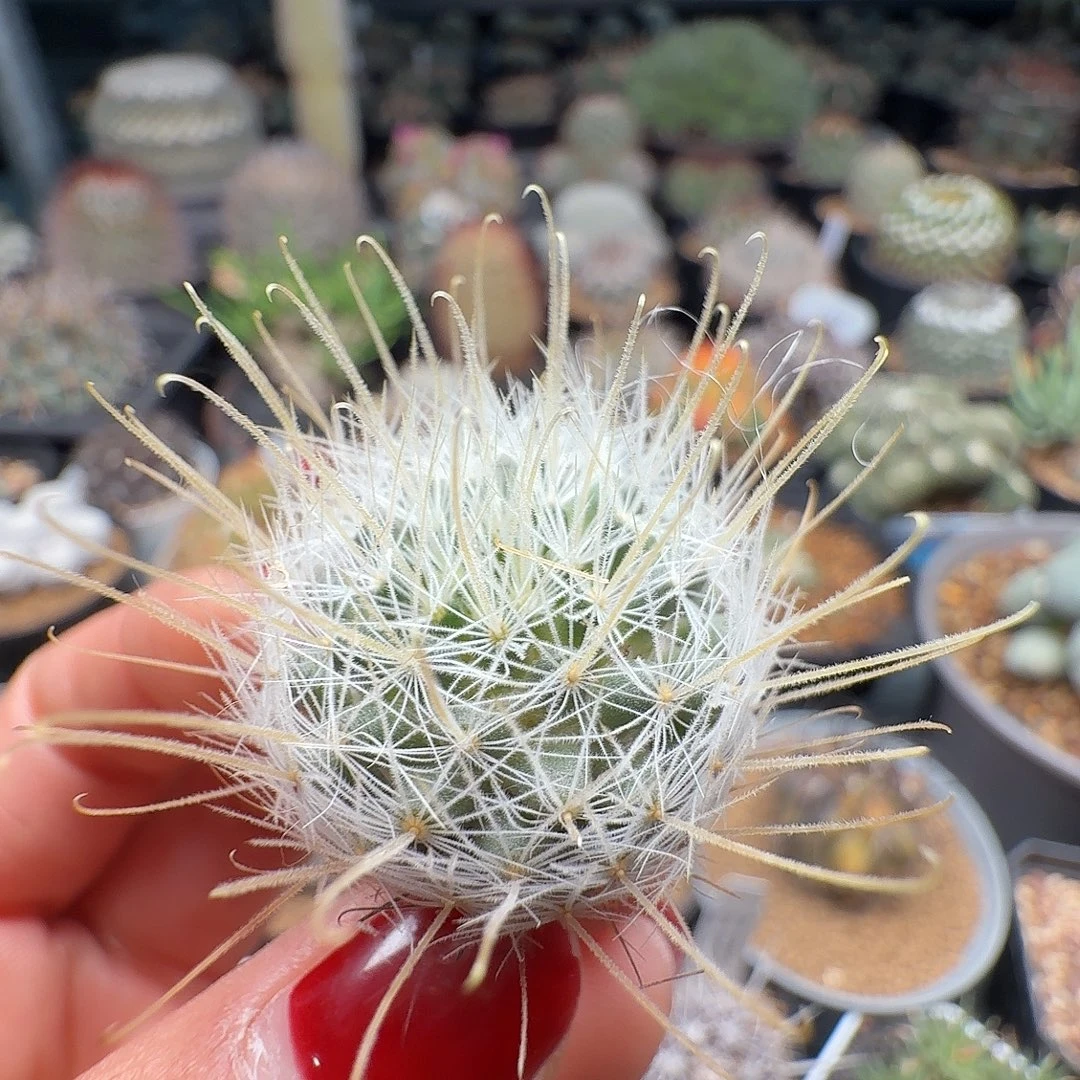 实生阳炎脱土发货