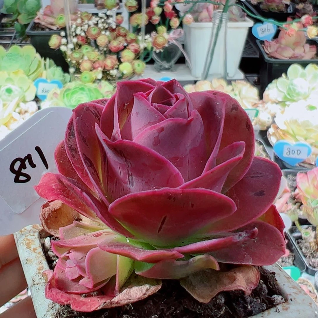 811烟花单棵带小侧芽。