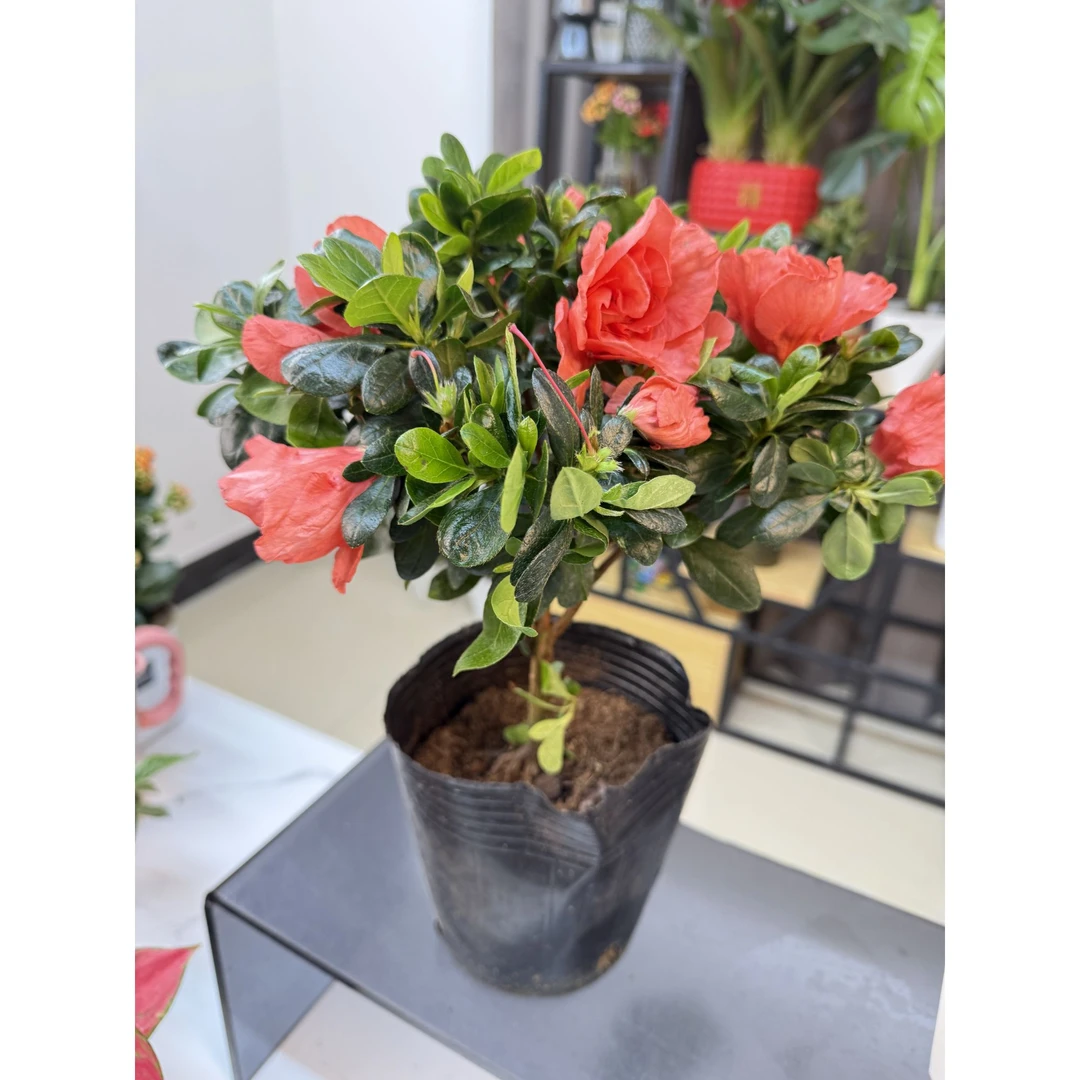 【新疆包邮】杜鹃花盆老桩盆栽